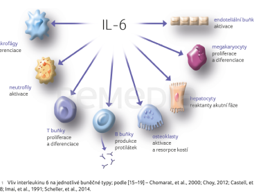 OBR. 1 Vliv interleukinu 6 na jednotlivé buněčné typy; podle [15–19] – Chomarat, et al., 2000; Choy, 2012; Castell, et al., 1988; Imai, et al., 1991; Scheller, et al., 2014.