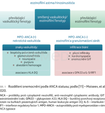 OBR. 1 Rozdělení onemocnění podle ANCA statusu; podle [11] – Moiseev, et al., 2020.