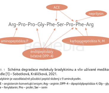 OBR. 1 Schéma degradace molekuly bradykininu a vliv užívané medikace; podle [1] – Sobotková, Králíčková, 2021.