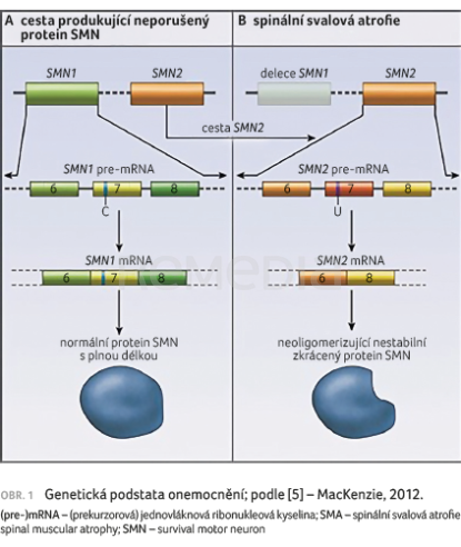 OBR. 1 Genetická podstata onemocnění