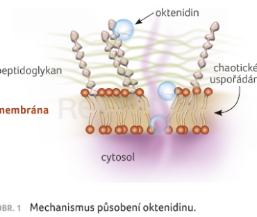 OBR. 1 Mechanismus působení oktenidinu.