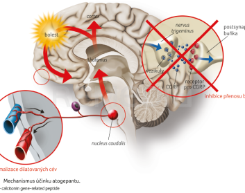 OBR. 1 Mechanismus účinku atogepantu