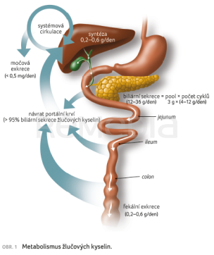 OBR. 1 Metabolismus žlučových kyselin.