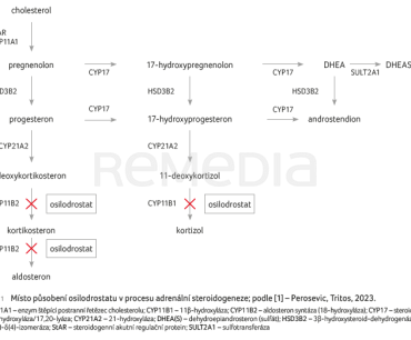 OBR. 1 Místo&nbsp;působení osilodrostatu v&nbsp;procesu adrenální steroidogeneze