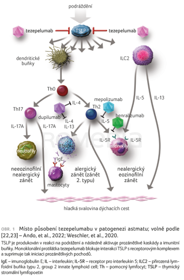 OBR. 1 Místo&nbsp;působení tezepelumabu v&nbsp;patogenezi astmatu