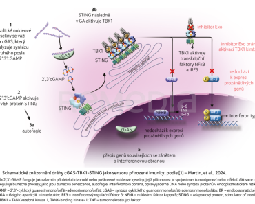 OBR. 1 Schematické znázornění dráhy cGAS-TBK1-STING jako senzoru přirozené imunity