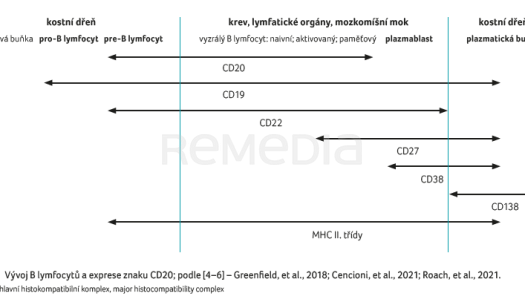 OBR. 1 Vývoj B&nbsp;lymfocytů a&nbsp;exprese znaku CD20
