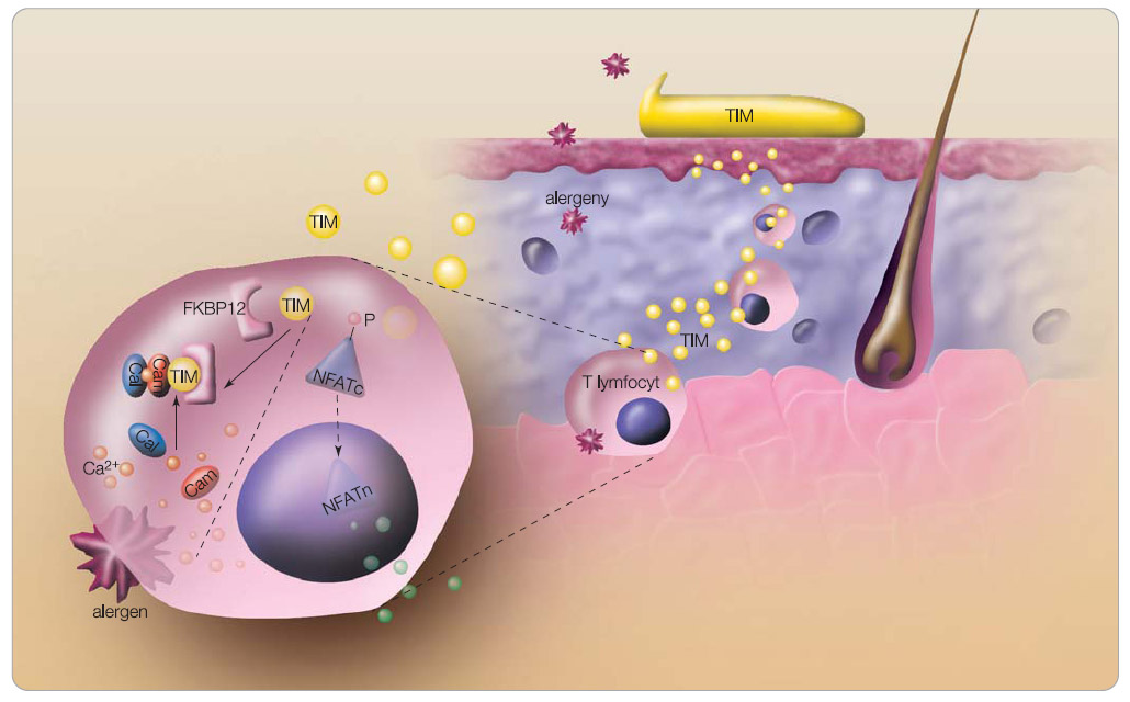  Obr. 3 Zjednodušené schéma inhibice aktivace T lymfocytů topickými imunomodulátory.