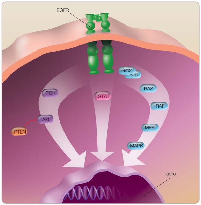  Obr. 1 Přenašeče v signální cestě EGFR – hlavní kaskády; EGFR – receptor pro epidermální růstový faktor; MAPK – mitogen-activated protein kinase; STAT – signal transducers and activators of transcription; PI3K – phosphatidylinositol 3-kinase. 