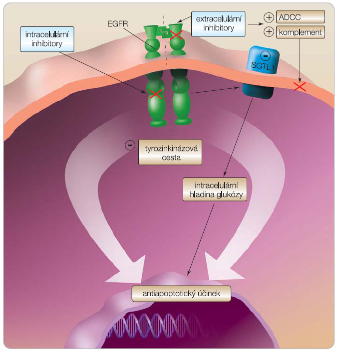 Obr. 3 Mechanismus účinku inhibitorů EGFR – rozdíly mezi intracelulárními a extracelulárními inhibitory; EGFR – receptor pro epidermální růstový faktor; ADCC – na protilátkách závislá buněčná cytotoxicita (antibody-dependent cellular cytotoxicity); SGTL1 – transportní systém pro glukózu (sodium-dependent glucose cotransporter 1