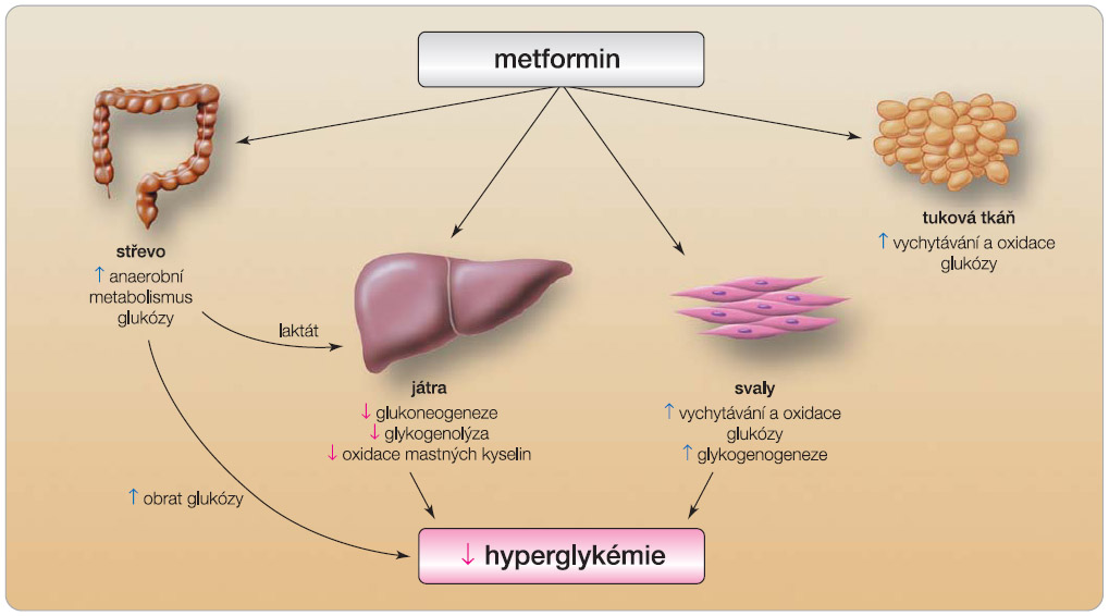 Obr. 1 Schematické znázornění mechanismu účinku metforminu. 