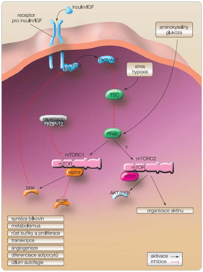 Obr. 1 Model znázorňující signální dráhy začleněné do regulace mammalian target of rapamycin (mTOR) prostřednictvím živin, hormonů a růstových faktorů. mTOR existuje ve dvou odlišných komplexech, ve formě komplexu citlivého na rapamycin (mTORC1) a ve formě komplexu necitlivého na rapamycin (mTORC2). mTORC1 prostřednictvím ribozomální S6 kinázy (S6K) a inhibitoru translačního faktoru (4EBP) ovlivňuje transkripci, translaci mRNA a metabolismus. Navíc, mTORC1/S6K působí negativní zpětnou vazbou na substrát inzulinového receptoru (IRS); 