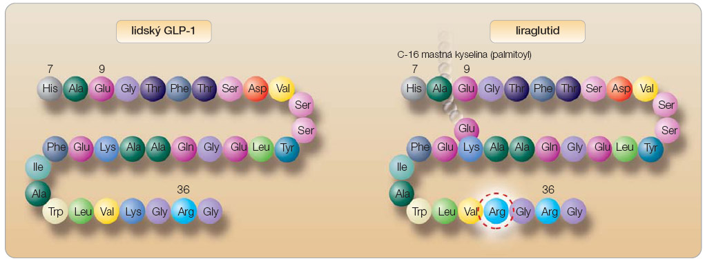 Obr. 2 Porovnání molekuly lidského GLP-1 a molekuly liraglutidu (GLP-1 analoga); podle [9, 21] – Degn, et al., 2004; Knudsen, et al., 2000. 