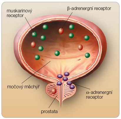 Obr. 1 Schematické znázornění distribuce sympatických a parasympatických receptorů v močovém měchýři a prostatě. 