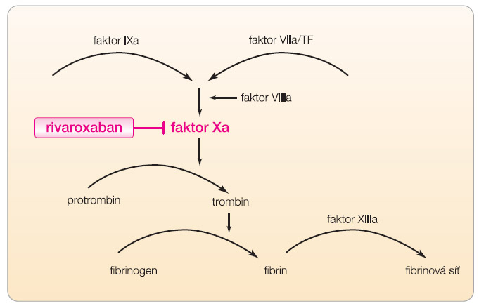 Obr. 1 Schematické znázornění mechanismu účinku rivaroxabanu. 
