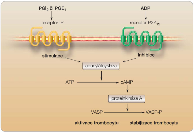 Obr. 1  Vztah mezi ADP receptorem P2Y12 a prostacyklinovým receptorem IP; ATP – adenosin-trifosfát, cAMP – cyklický adenosin-monofosfát, VASP – vasodilator-stimulated phosphoprotein, VASP-P – fosforylovaný VASP. 