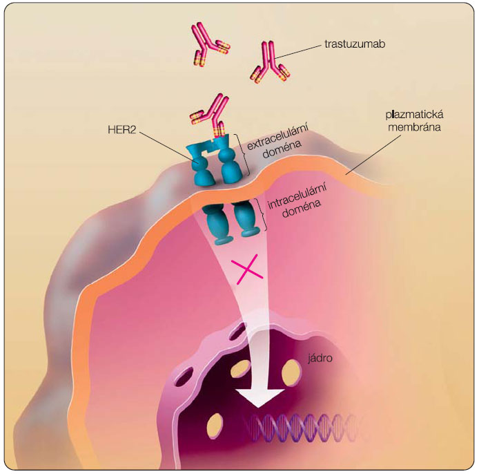  Obr. 1  Schematické znázornění vazby trastuzumabu na extracelulární doménu receptoru 2 pro lidský epidermální růstový faktor (HER2, ErbB-2). 