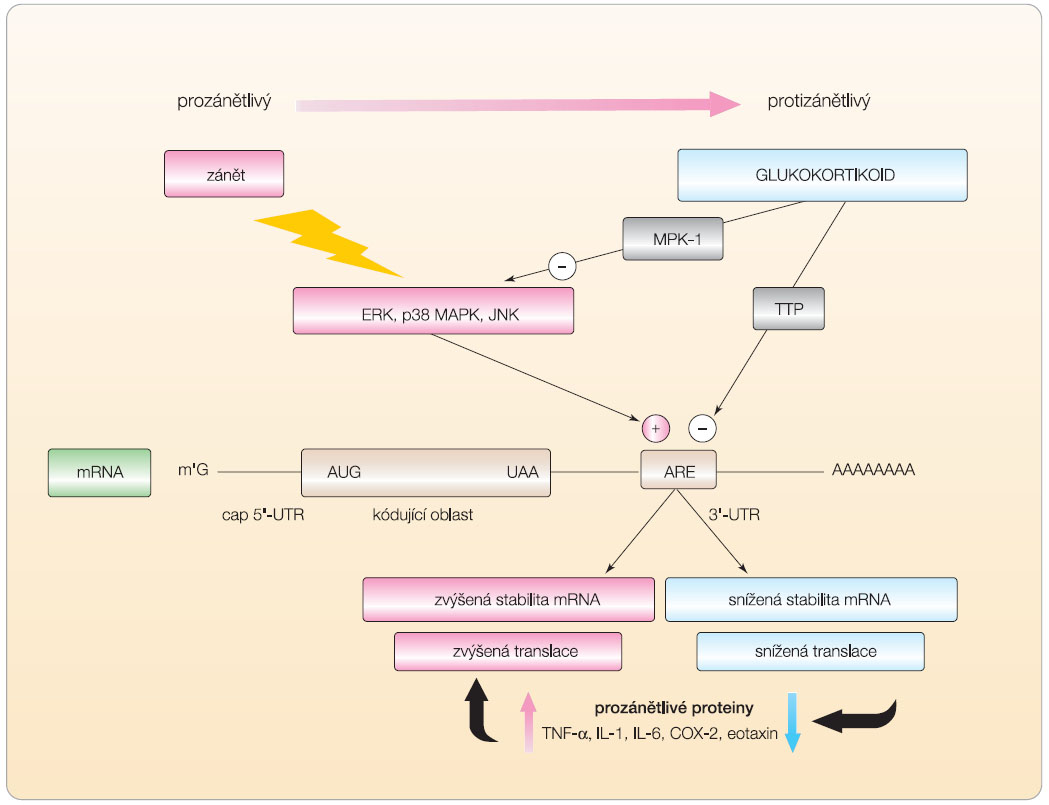  Obr. 2  Mechanismus posttranskripční kontroly prozánětlivých genů. 