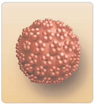 Obr. 1 Human papillomavirus (HPV, lidský papilomavirus) – neobalený DNA virus z čeledi Papillomaviridae. Vyskytuje se pouze u lidí, k replikaci dochází v jádře, má schopnost perzistovat v buňkách a transformovat je, vykazuje značnou rezistenci vůči zevnímu prostředí. 