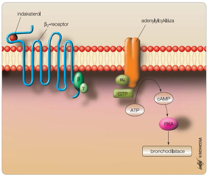 Obr. 1 Schematické znázornění mechanismu účinku indakaterolu. Po vazbě indakaterolu na b2-receptor dojde prostřednictvím G proteinu ke stimulaci nitrobuněčné adenylylcyklázy. Tato stimulace vede ke zvýšení hladiny cyklického AMP (cAMP), což působí relaxaci bronchiální hladké svaloviny; volně podle [9] – Golan, et al., 2008. 