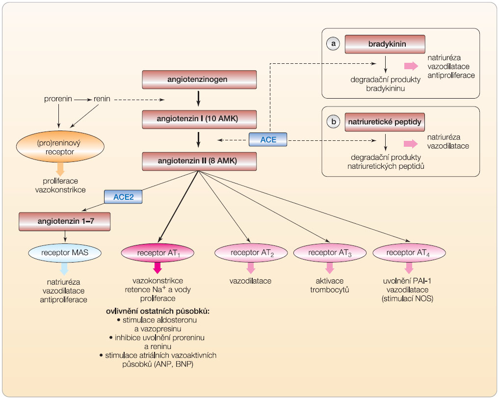 Obr. 3  Systém renin–angiotenzin–aldosteron a a) systém kininový; b) systém atriálních vazoaktivních a natriuretických peptidů. 