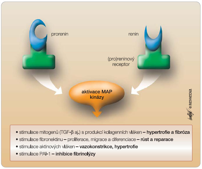 Obr. 4  Schéma funkce (pro)reninového receptoru. Aktivace receptoru reninem či proreninem stimuluje MAP kinázu (mitogen-activated protein kinázu), která zvyšuje aktivitu řady působků (např. TGF-b – transforming growth factor b, PAI-1 – plasminogen activation inhibitor-1), výsledkem je proliferace, reparace, vazokonstrikce či inhibice fibrinolýzy. 