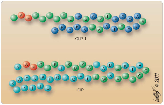 Obr. 1  Struktura inkretinových hormonů. Zeleně vyznačené aminokyseliny jsou homologní se strukturou glukagonu. 
