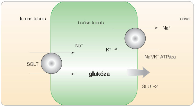 Obr. 3  Princip reabsorpce glukózy transportéry SGLT1 a SGLT2; volně podle [18] – Hediger, Rhoads, 1994. 