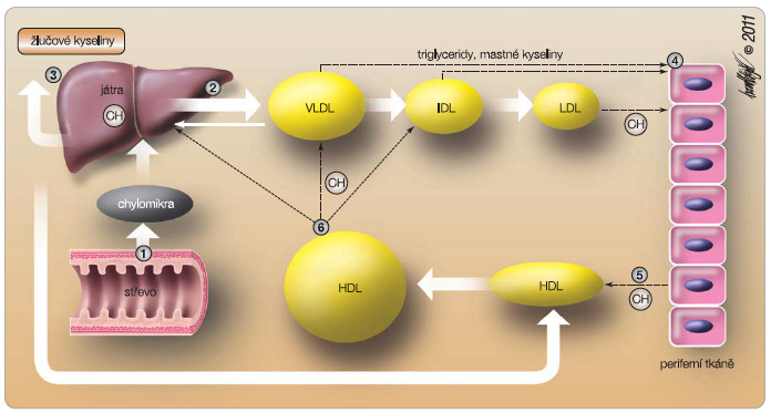 Obr. 1 Metabolismus lipoproteinů a možnosti farmakologického zásahu.