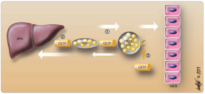 Obr. 3 Úloha CETP (cholesterol ester transfer protein) v metabolismu lipidů.