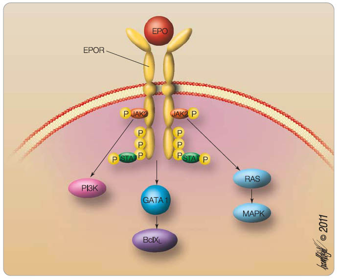 Obr. 2 Znázornění aktivace receptoru pro EPO po vazbě epoetinu a spuštění transdukční kaskády. Transkripční faktor GATA 1 blokuje apoptózu erytroidních prekurzorů výdejem antiapoptotického proteinu BclXL.