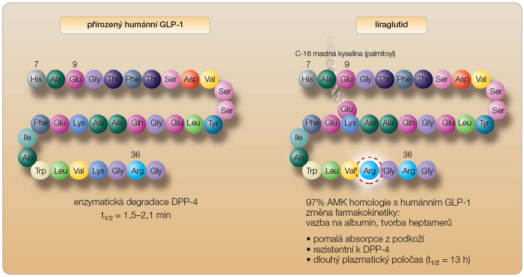 Obr. 1 Struktura liraglutidu a lidského GLP-1; podle [10, 11] – Degn, et al., 2004; Knudsen, et al., 2000.
