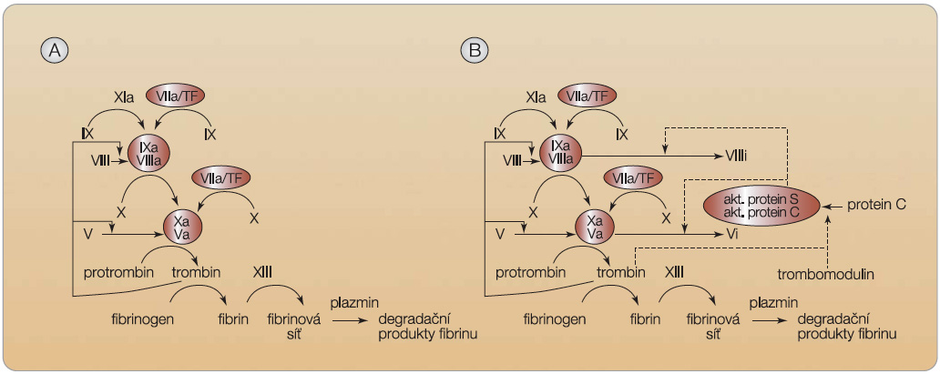 Obr. 2 Hemokoagulační kaskáda: A) iniciace a propagace; B) koagulační a antikoagulační systém.