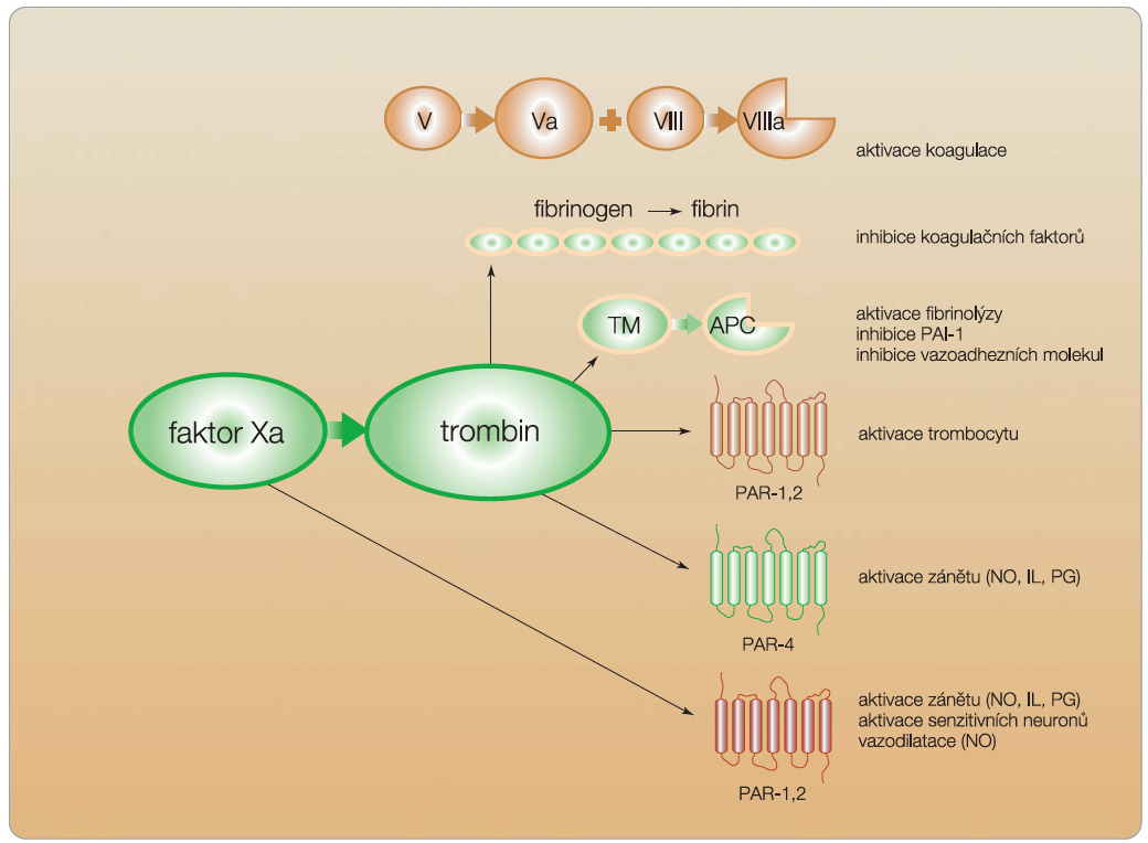 Obr. 3 Funkce faktoru Xa a trombinu.PAI – plasminogen activator inhibitor, inhibitor aktivátoru plazminogenu; TM – trombomodulin; APC – aktivovaný protein C; PAR – proteázou aktivované receptory; IL – interleukin; PG – prostaglandin  
