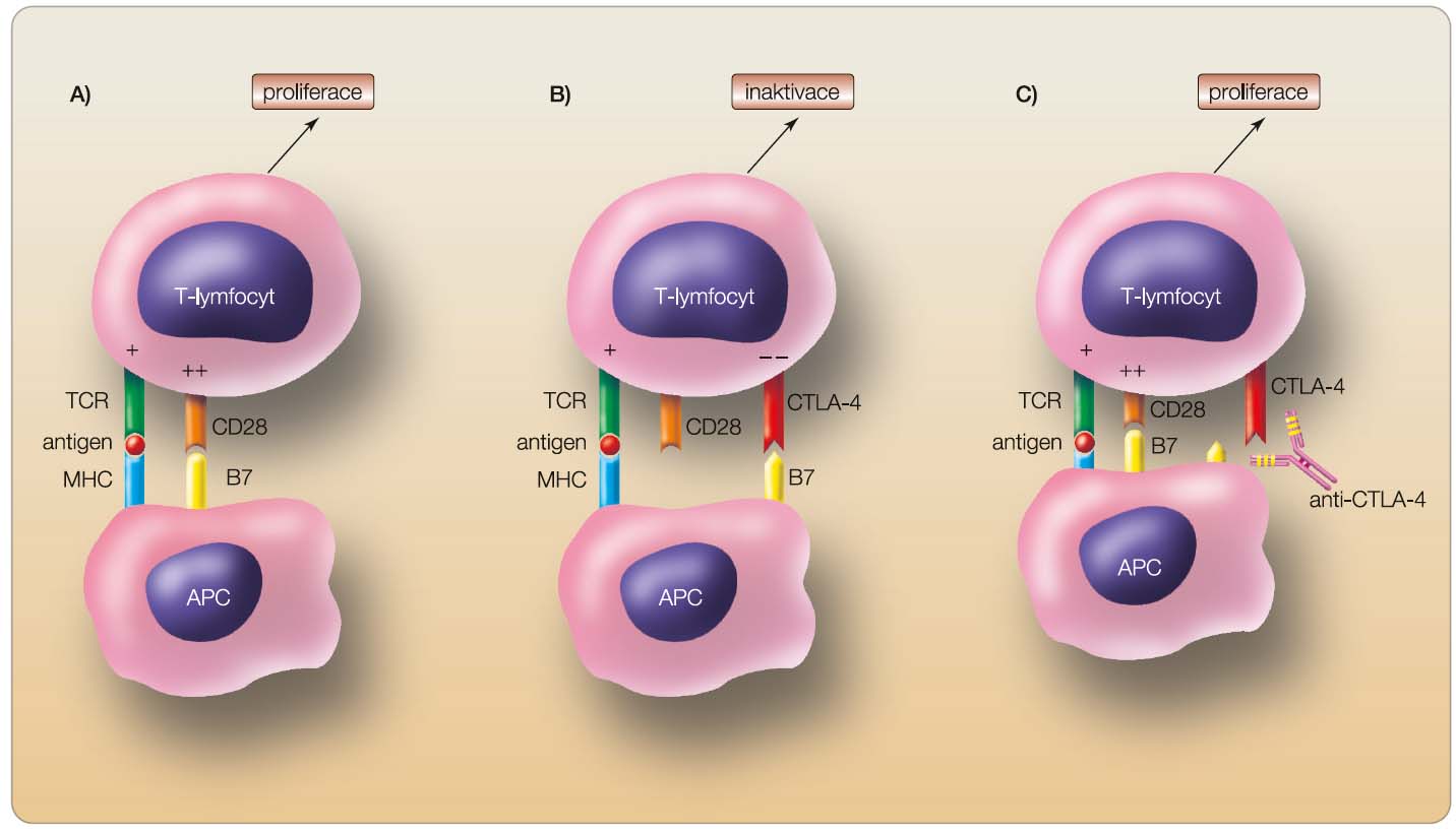 Obr. 1 Schematické znázornění účinku protilátek anti-CTLA-4: A) Aktivace T-buněk vyžaduje dva signály: první signál přes vazbu TCR na komplex antigen-MHC a druhý kostimulační signál přes interakci CD28 a B7 (prezentovaný APC). B) CTLA-4 se objevuje na aktivovaných T-buňkách a tlumí jejich aktivaci. C) Blokáda CTLA-4 pomocí protilátky anti-CTLA-4 ruší inhibiční signál, pokračuje signalizace přes CD28/B7 a to umožní dlouhodobou aktivaci a proliferaci T-buněk. TCR – T-buněčný receptor; APC – antigen prezentující buňka; MHC – hlavní histokompatibilní systém (major histocompatibility complex)