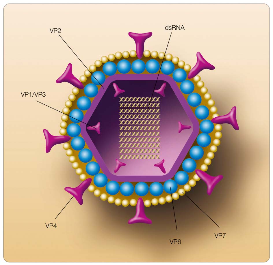 Schéma rotaviru. Genom rotaviru tvoří 11 segmentú dvouvláknové RNA chráněných 3 proteinovými obaly. Proteiny vnější kapsidy VP4 a VP7 představují neutralizační antigeny a určují P a G sérotypy. Protein vnitřní kapsidy VP6 charakterizuje virové podskupiny.