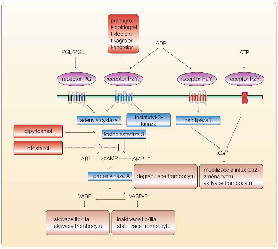 Obr. 2 Protichůdné působení ADP a prostacyklinu/PGE2 na aktivaci trombocytu. Inhibice či stimulace adenylátcyklázy vede ve svém důsledku ke změně poměru fosforylovaného a defosforylovaného proteinu VASP, který řídí vlastní aktivaci trombocytu. Cilostazol a dipyridamol mohou, díky ovlivnění nabídky cAMP, potencovat účinek blokátorů ADP receptoru. Výsledný účinek je pak modifikován též dalšími nukleotidovými receptory. ADP – adenosindifosfát, ASA – kyselina acetylsalicylová, ATP – adenosintrifosfát, cAMP – cyklický adenosinmonofosfát, PG – prostaglandin, VASP – vasodilator-stimulated phosphoprotein, VASP-P – fosforylovaný protein VASP
