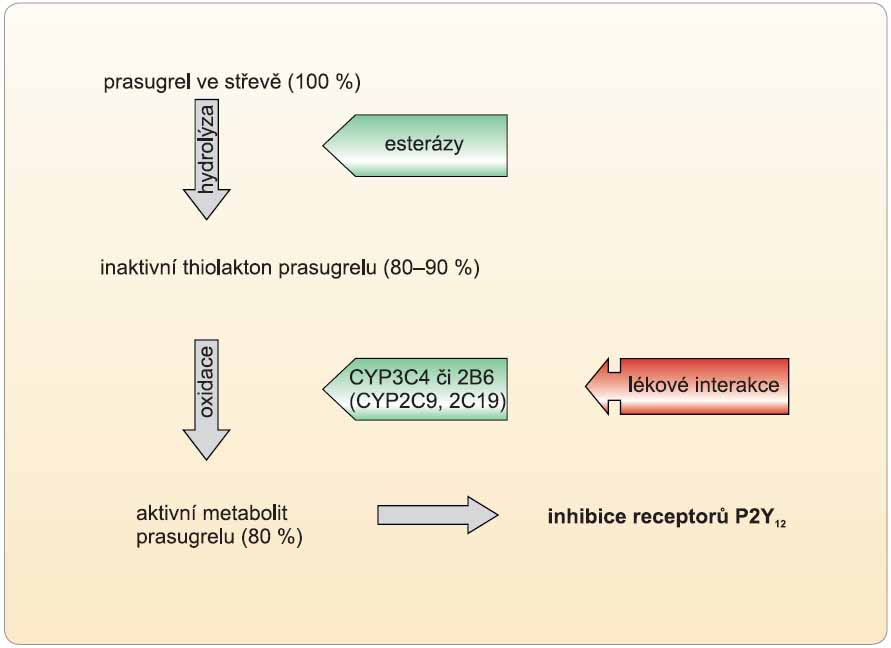 Obr. 4 Schéma resorpce a aktivace prasugrelu. Jediným místem, kde je ovlivněna bioaktivace, je izoenzym CYP3A4. Inhibice či aktivace pouze zpomalí či zrychlí nástup účinku.