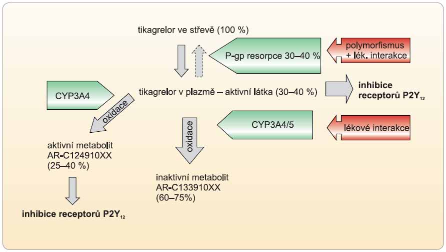 Obr. 5 Schéma resorpce a aktivace tikagreloru. Polymorfismy či lékové interakce na úrovni transportéru P-gp či izoenzymu CYP3A ovlivní účinek jen málo.