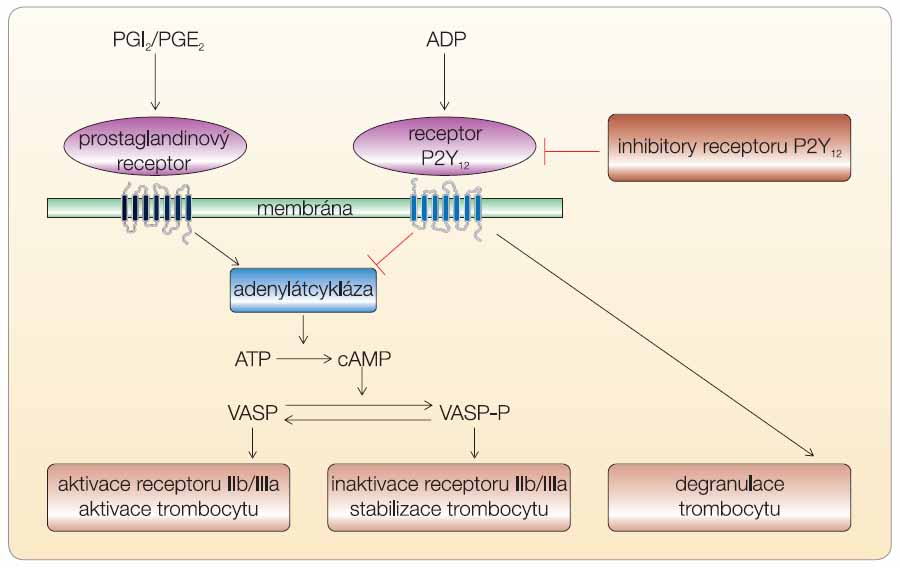Obr. 2 Funkce ADP receptoru P2Y12. Rovnováha primární hemostázy je zajištěna souhrou adenosindifosfátu (ADP) s antiagregačně působícími prostaglandiny – prostacyklinem (PGI2) a prostaglandinem E2 (PGE2). Inhibice či stimulace adenylátcyklázy (AC) vede ve svém důsledku ke změně poměru fosforylovaného a defosforylovaného proteinu VASP (vasodilator-stimulated phosphoprotein), který řídí vlastní aktivaci glykoproteinových receptorů IIb/IIIa.
