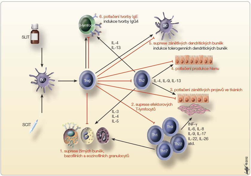 Obr. 1 Mechanismy působení alergenové imunoterapie; podle [4] – Fujita, et al., 2012.  DC – dendritická buňka; Ig – imunoglobulin; IL – interleukin; INF – interferon; Th – pomocný T-lymfocyt; Treg – regulační T-lymfocyt;  SCIT – subkutánní alergenová imunoterapie; SLIT – sublinguální alergenová imunoterapie
