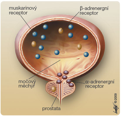 Obr. 2 Rozložení parasympatických a sympatických receptorů v močovém měchýři a prostatě; převzato z Remedia 3/2009.