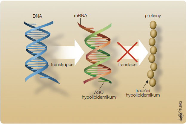  Obr. 3 Místo zásahu antisense oligonukleotidů; podle [23] – Toth, 2011. ASO – antisense oligonukleotid, DNA – deoxyribonukleová kyselina, mRNA – mediátorová  ribonukleová kyselina (messenger ribonucleic acid)