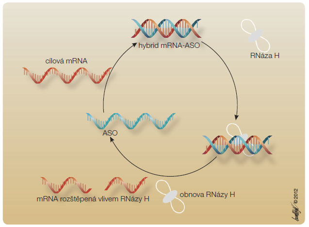 Obr. 4 Mechanismus účinku antisense oligonukleotidů; podle [24] – Ricotta, et al., 2012. Mipomersen je ASO inhibitor mRNA pro apolipoprotein B-100. ASO jako jednovláknová  molekula DNA hybridizuje s cílovou mRNA a vytváří duplex. Poté dojde k aktivaci RNázy H,  která uvolňuje fosfodiesterázové vazby mRNA a štěpí ji. ASO je k degradačnímu účinku RNázy H  odolný, recykluje a váže se na další mRNA. ASO – antisense oligonukleotid, mRNA – mediátorová ribonukleová kyselina (messenger ribonucleic acid)
