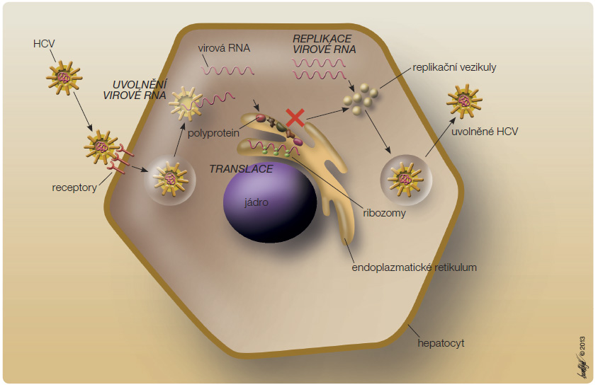 Obr. 1 Mechanismus účinku bocepreviru – místo jeho zásahu do replikačního cyklu HCV.