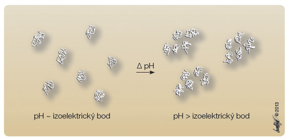 Obr. 1 Agregace proteinů na základě vztahu jejich izoelektrického bodu a pH prostředí.
