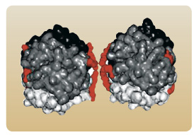 Obr. 3 Dihexamer inzulinu detemir (červeně  řetězce kyseliny myristové); převzato z Remedia 2/2007.