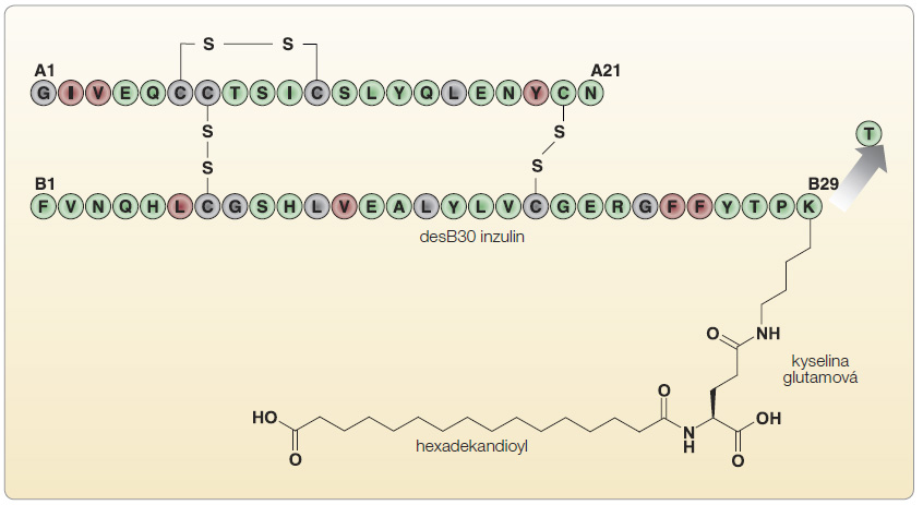 Obr. 7 Struktura molekuly inzulinu degludek.
