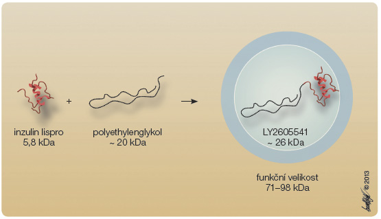  Obr. 9 Design bazálního inzulinu LY2605541 – využití hydrodynamické velikosti molekuly; podle [37] – Hansen, et al., 2012.