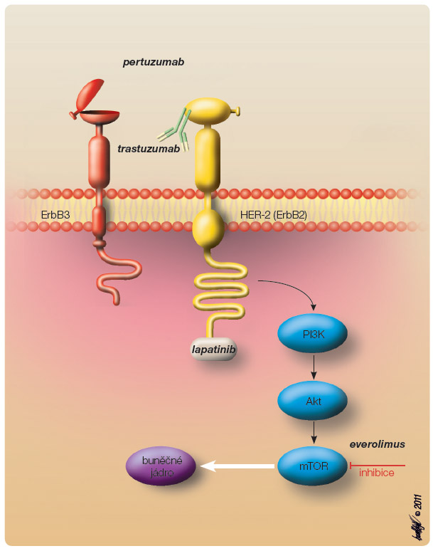 Obr. 1 Schematické znázornění místa účinku některých léčivých látek v léčbě karcinomu prsu; převzato a upraveno z Remedia 6/2011. Akt – proteinkináza B; PI3K – fosfatidylinositol-3-kináza; mTOR – mammalian target of rapamycin